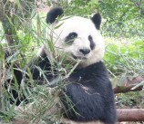 La réserve naturelle des Pandas Géants !