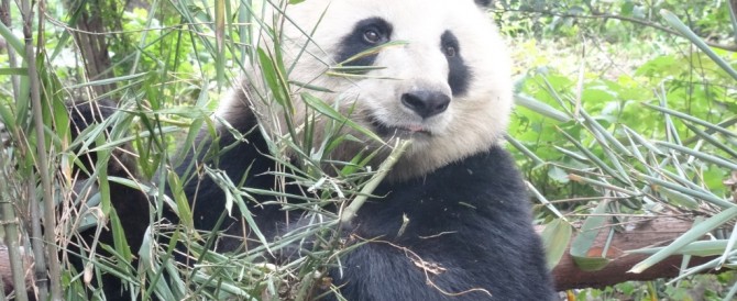 La réserve naturelle des Pandas Géants !