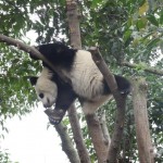 Panda, tu vas vraiment dormir dans cette position, là ?
