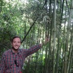 A travers une forêt de Bambou