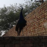 L'oiseau nation indien