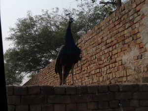 L'oiseau nation indien