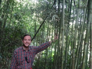 A travers une forêt de Bambou