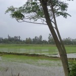 Le long des rizières...