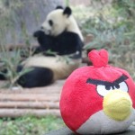 Birds au parc national des pandas - Chine